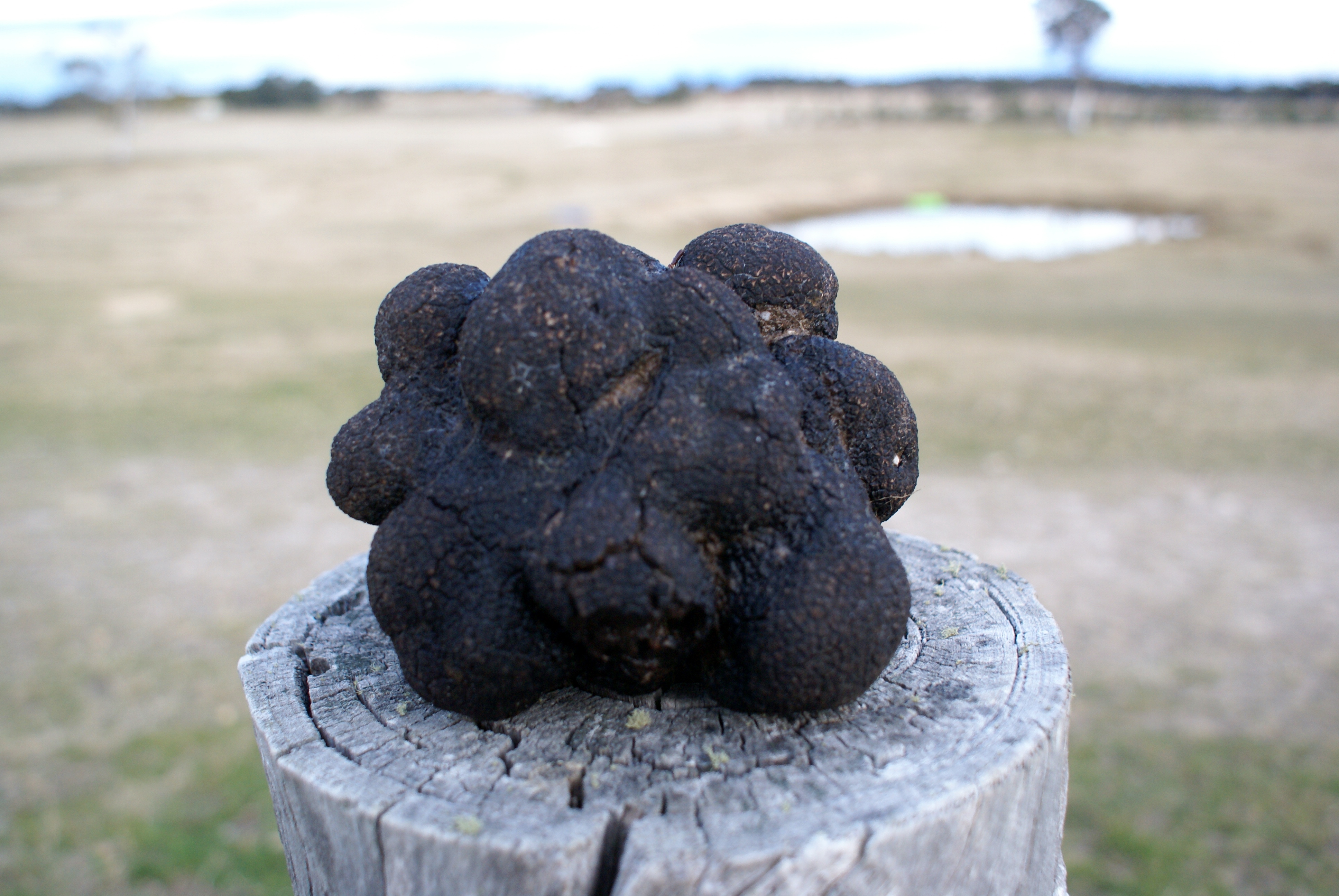 567gram truffle