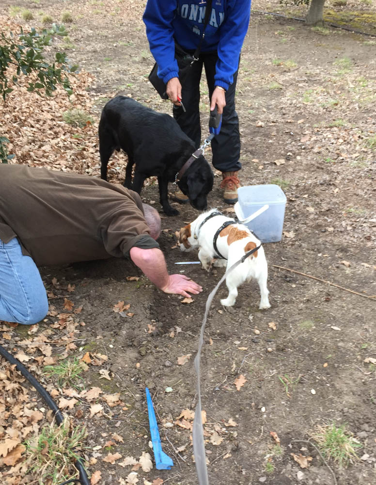 All sniffing for truffles