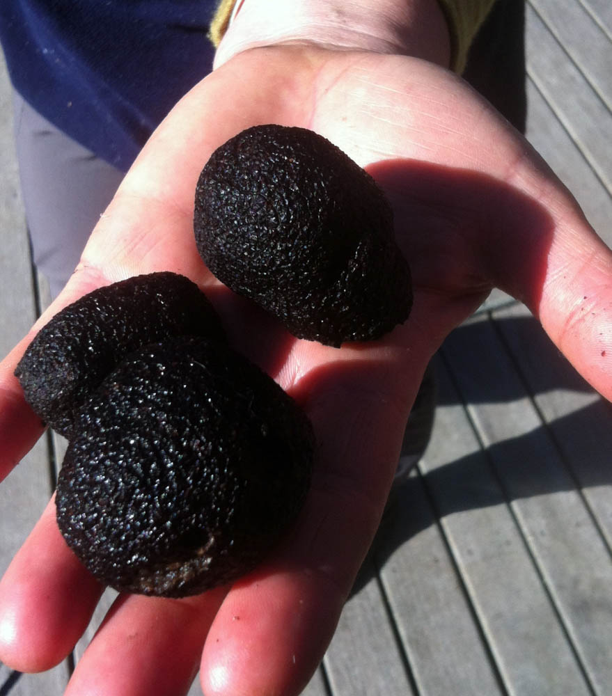 First truffles2